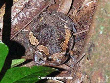 What an odd face the Banded Bull Frog has! And a fat body. Doesn't it blend in well with its surroundings?