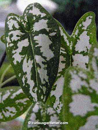 The Humboldtii caladium - one of the smaller varieties of caladium - that keeps dying out on us. We've been through a few plants...