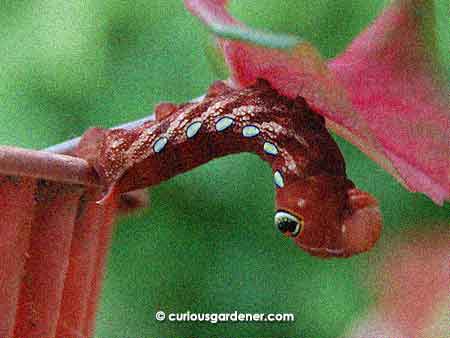 The caterpillar when initially discovered. This was the third leaf it had attacked.
