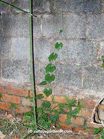 The snake gourd plant niftily climbing up the rough wall.
