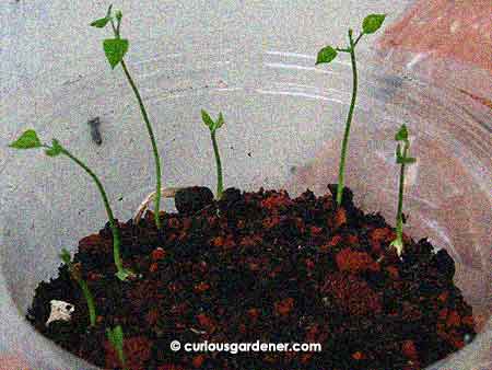 Bangkwang / jicama seedlings raring to go...