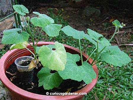 Two shark fin melon plants from the same germination batch. The one on the big pot was transplanted when it had the first set of true leaves. It has reached tendril stage.