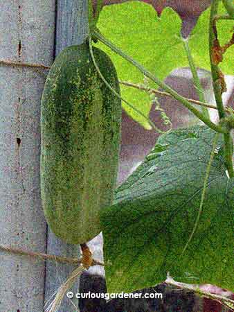 The short cucumber that is now our most-harvested fruit at the moment.