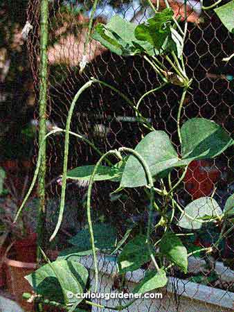 These are just a few of the long beans that are currently developing on this plant.