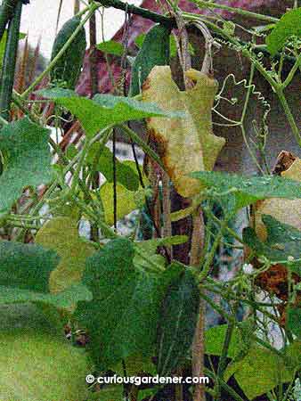 The mini snakegourds aren't easy to photograph when you want to show them scattered around the trellis. However, there are three of them in this photo. Spot them?
