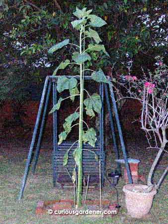 So this is what 2.4 metres looks like! The plant is a giant; will the flower follow suit?