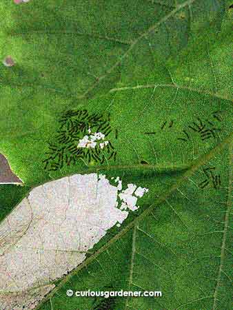 These young caterpillars decimated about a quarter of the leaf before we found and removed them.