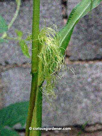 I've never been so pleased to see such a tangle of hair! We hope that all the cobs sprout such healthy silks!