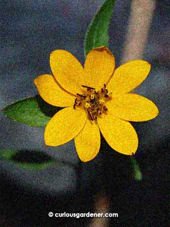 This looks more like a yellow Cosmos flower to me, but it is a sunflower - a stunted Velvet Queen sunflower that is many shades lighter than what it's supposed to be...