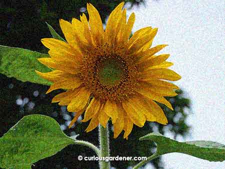 Our Mongolian sunflower - not so giant a sunflower, but definitely a tall plant!