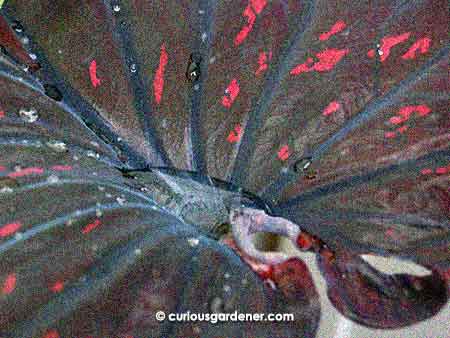 The Ma Had Thai caladium currently has rather large leaves that capture water in a way that it looks like a jewel. Pretty, isn't it?