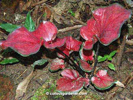 See how this plant is happily multiplying? We never had it look so healthy when it was growing in a pot.