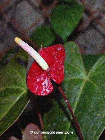 Look more closely at the spadix of this anthurium and you'll see that its tip is yellow, followed by a blushing pink, then the usual white. How pretty!