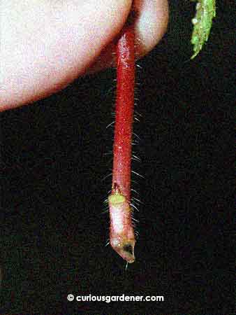 Looking at the base of the broken plant stem, I thought that it couldn't hurt to get it into water and see if it could grow new roots