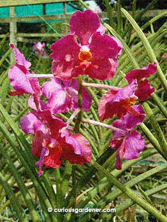 dark pink orchids