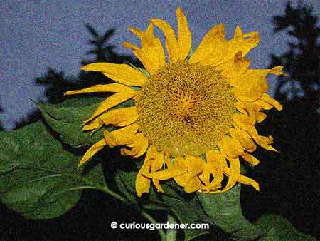 The giant Mongolian sunflower in full bloom - happily, the flower grew bigger as the days went by. As you can see, there were definitely insects up there, spreading pollen around - during the day, bees were seen, and in the evenings (and presumably during the night), beetles took over.