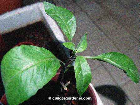 The Longevity spinach plant.