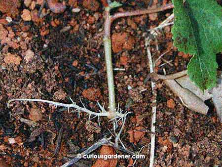 A closer look at the roots that developed in water.