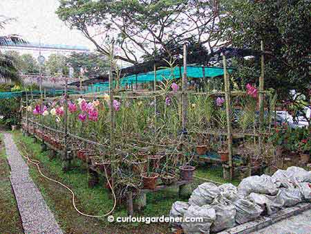 orchid nursery