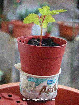 Self-watering containers are very useful when you can't afford to let a plant's growing media dry out. Here, I've settled the base of the pot into an old ice cream cup. When the cup has water in it, the pot won't tip over. Making sure that the two containers fit securely also means that mosquitoes can't get in and lay eggs.