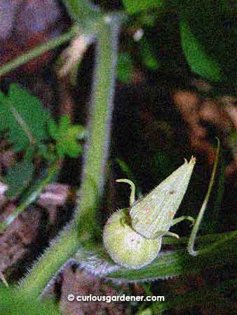 The pumpkin fruit bud that looks like it's going to grow in the foreground, with the pumpkin fruit bud that didn't grow in the back...