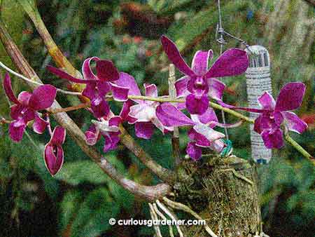 purple orchids