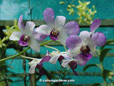 purple & white orchids