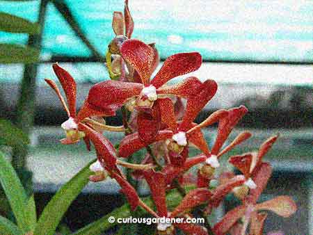 red orchids