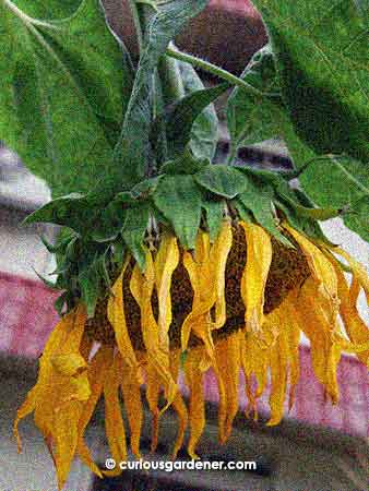 The sunflower looking as if it was completely drained of energy, but there was definitely something still going on in there...