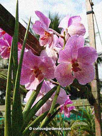 Vanda orchid.