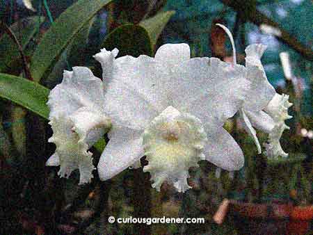 white orchid