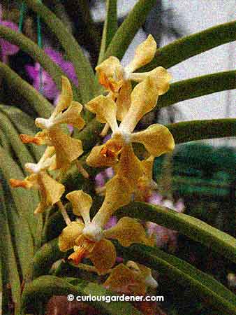 yellow orchids