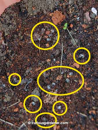 You probably won't be able to identify them, so I've helpfully circled the baby snails in this photo.