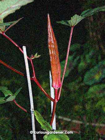 First burgundy okra of the year.