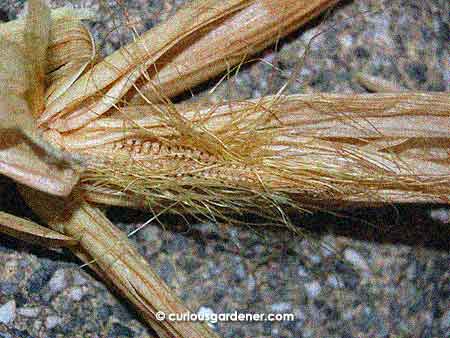 One of the many empty corn cobs. I guess I need more practice with hand-pollinating.