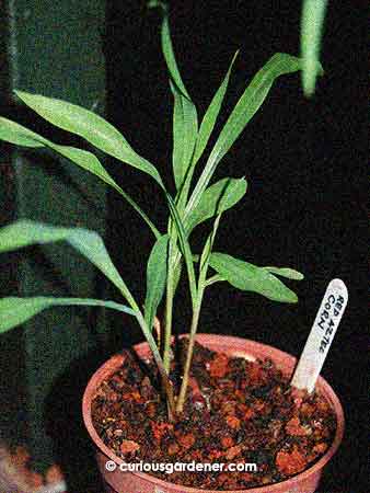 Red Aztec corn seedlings.