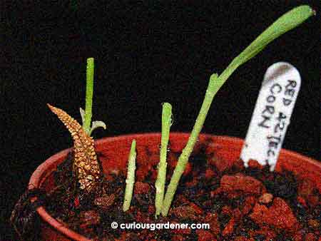 The first few sprouts growing from the slightly buried Red Aztec corn cob.
