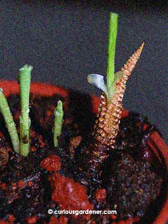 Where on earth is this sprout growing from? Is there a seed inside the cob? :o