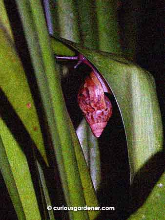 A garden snail in one of the usual haunts, the spider lily plant patch.