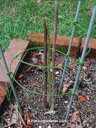 Do you see a young sunflower plant? No? I'm not surprised. After the snail got through with it, it was unrecognizable...