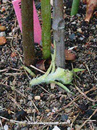 And here's the former crown of the plant with all the juicy leaves eaten up... It used to look like a green rose.