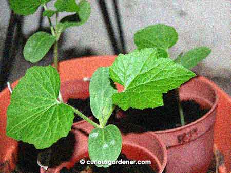 The new Thai gourd seedlings.