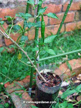The latest chilli plant to bear fruit while growing in a recycled PET bottle.