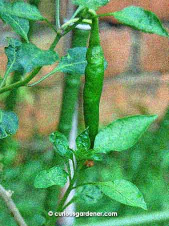 Just in case you couldn't make out the chilli fruit in the first photo, here it is, closer up.