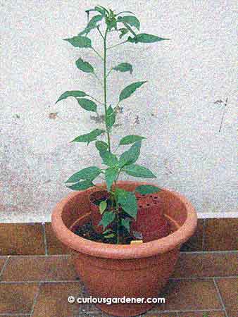 You may have to squint to tell from this photo, but there are two plants here. Interestingly enough, the bigger plant is growing in a small pot that the plant managed to sneak its roots out of, and is now rooted in the bigger pot. Both plants are the same age.