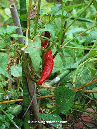 The unlooked-for but definitely welcome chilli.