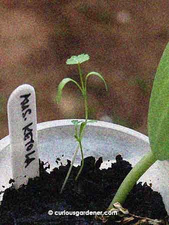 The little parsley seedling next to the giant angled loofah not-a-seedling-any_more. May they grow well together, because they're going to be planted out together...