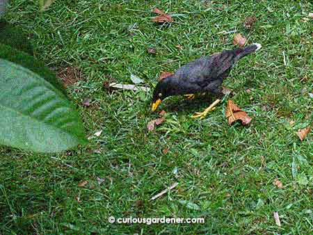 One of the curious mynahs that followed me around. It eventually caught a centipede, I think, and flew off with its prize in its beak.