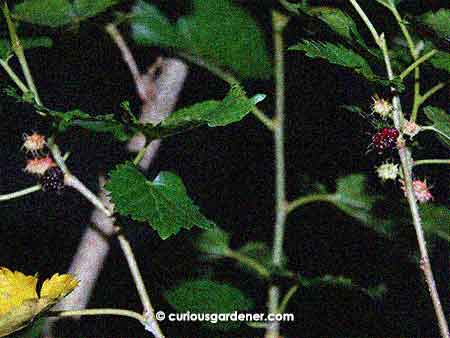 The Tic-tac sized mulberries on my original plant.