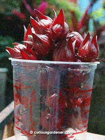 The harvested roselle fruits. In this situation, the outside calyces are the edible part while the seed pod within is discarded.